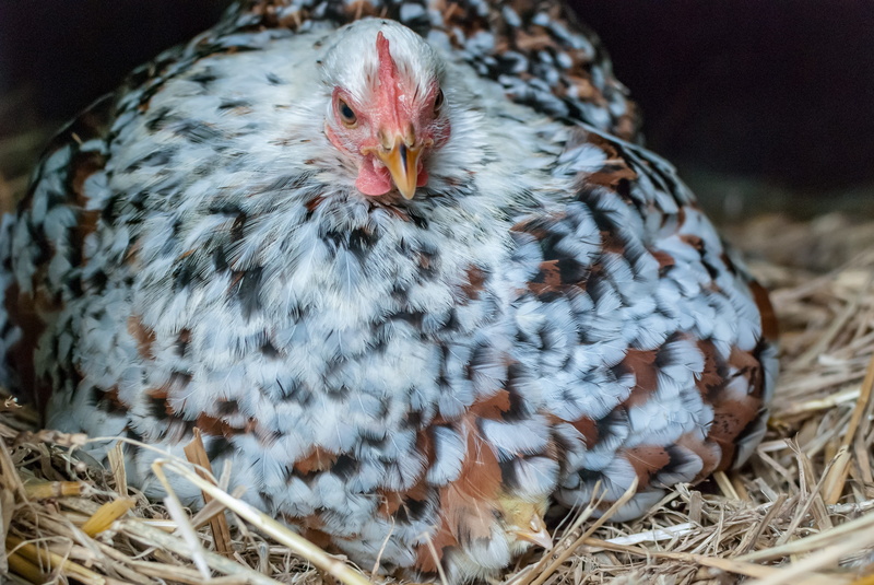 animal wildlife, no people, animal family, nature, flower, animal themes, 4K, domestic, thousand, one animal, bird, young bird, pekin, animal, chick, livestock
