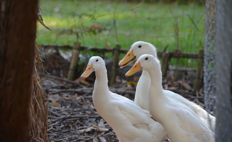 2K, farm, water bird, pekin duck, vertebrate, group of animals, no people, beak, outdoors, two animals, animal wildlife, young, young animal, day, bird