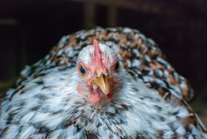 chicken, mammal, animal eye, mouth open, animal head, portrait, no people, gallinacées, animal body part, livestock, flower, chicken - bird, pekin, backyard
