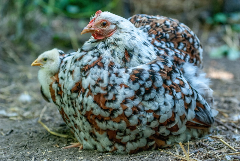 animal, gallinacées, livestock, 4K, chick, baby, domestic, nature, wing, day, a thousand flowers, focus on foreground, multicolor, young animal, hen, mother