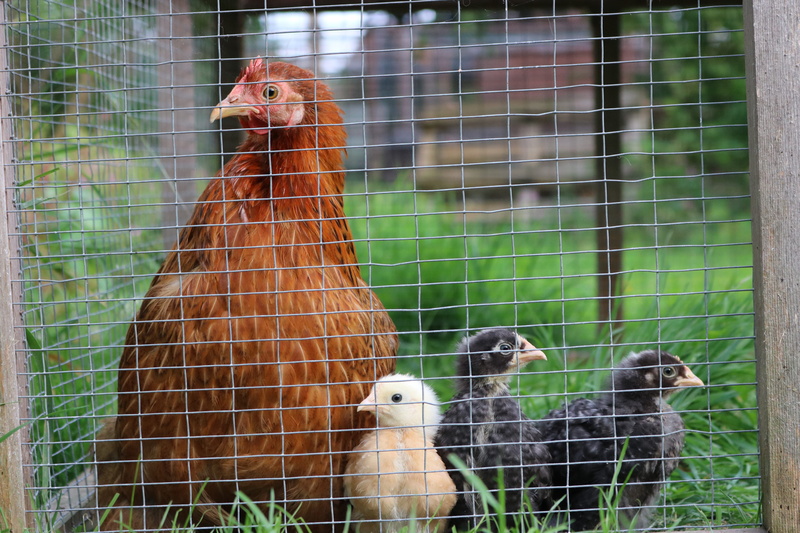 chick, chicks, pets, chicken, no people, focus on foreground, poultry, hatch, bantam, fence, babies, day, cage, bird, mammal, feather, boundary, animal wildlife