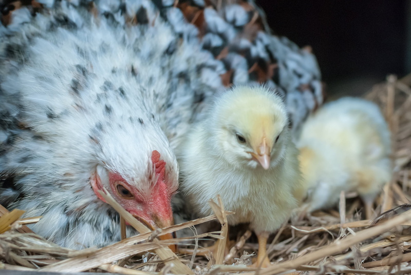 new life, beginnings, mammal, two animals, livestock, bird, no people, animal family, domestic animals, young bird, animal, domestic, hen, vertebrate, pets