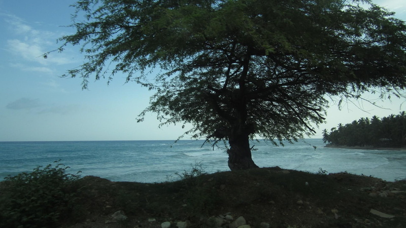 1080P, haiti, background, beaches, trees, green, sea, tree, landscapes, photo, caribbean