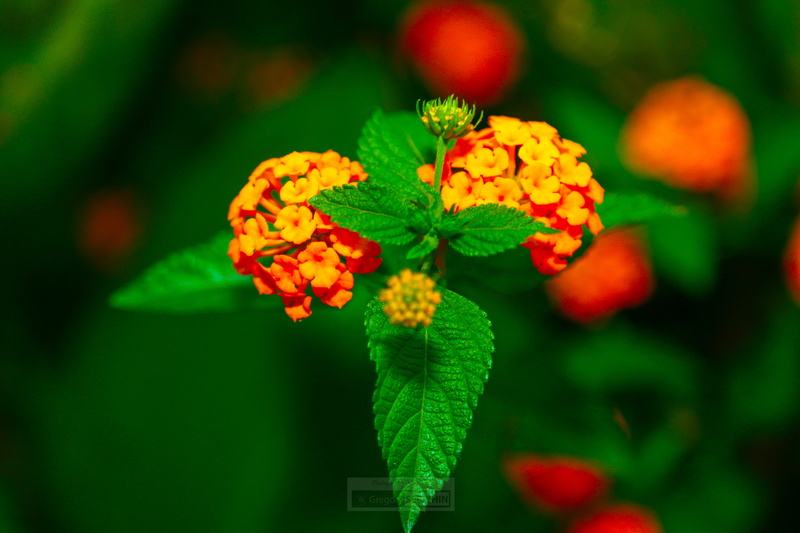 vulnerability, close-up, petal, haiti, flower head, plant part, beauty in nature, nature, flowering plant, green color, inflorescence, country, growth