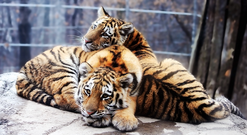 Panthera tigris altaica, The Amur tiger, the cubs, 4K