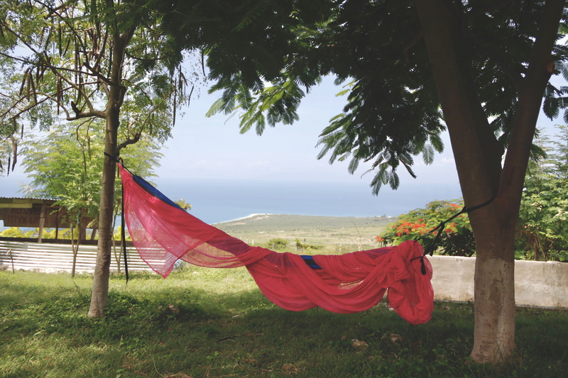 field, environment, caribbean, day, no people, relax, haiti, water, trunk, plants, 5K, tree trunk, trees, tranquility, beauty in nature, plant, growth