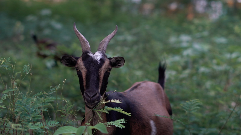 black, travel, stare, domestic animals, close-up, animal, mammal, horned, antelope, mountain goat, brown, bull, looking at camera, haiti, green, animal themes