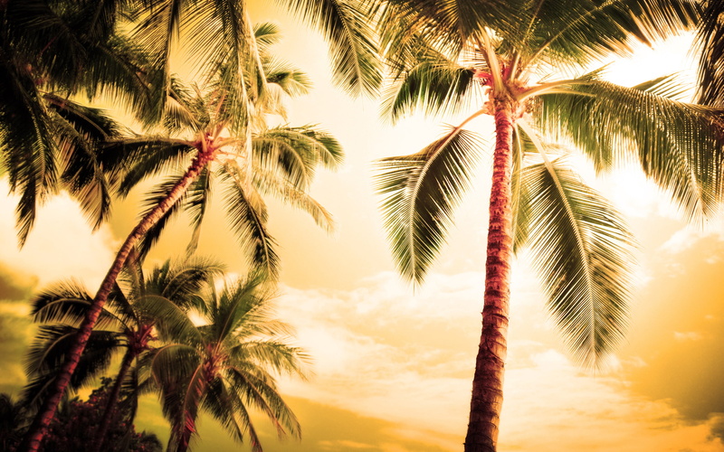 beaches, beach, trees, foliage, landscapes, the best s for your desktop, the sky, palms, tree, nature, Tahiti, romance, palm trees, sea, places, beauty