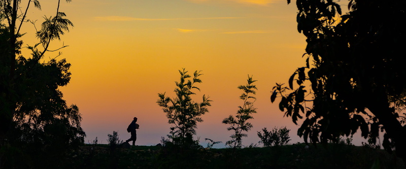 scenics - nature, beauty in nature, savane zombi, trees, standing, plant, orange color, vegetation, tranquility, sunlight, tree, one person, dusk, nature