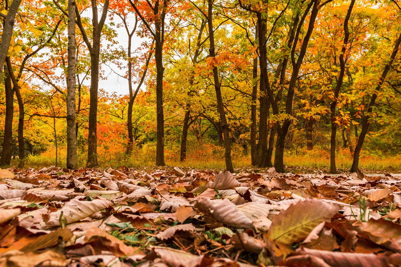 chilly, non-urban scene, growth, orange color, cultural heritage, dry leaf, leaf, plant part, korea, autumn leaves, the leaves, forest, nature, trail, autumn