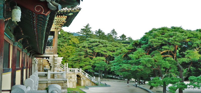 leaves, built structure, clean, architecture, stability, sol, railing, tour, tree, growth, clear sky, stem, the leaves, forest, acanthus, joseon dynasty