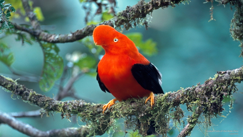 peru, rock, cock, andean, Birds, 2K