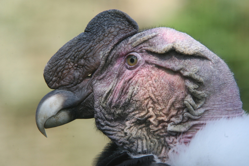 2K, Animal, Andean condor
