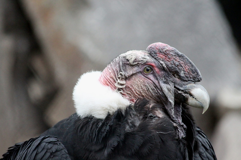 animals in the wild, day, bird, the andean condor, andean condor, feathers, eye, vultur gryphus, animal wildlife, nature, vertebrate, bird of prey, vulture