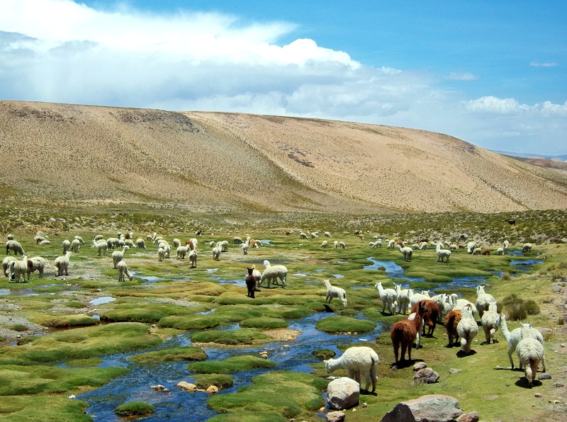 cloud - sky, animal themes, flame, field, herbivorous, animal, andean animals, field of flames, landscape, peru, mammal, group of animals, domestic animals