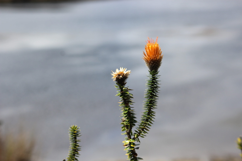 paramo, beauty in nature, freshness, ecuador, landscape, environment, national, andean, azuay, focus on foreground, mountains, flower head, descend, flower