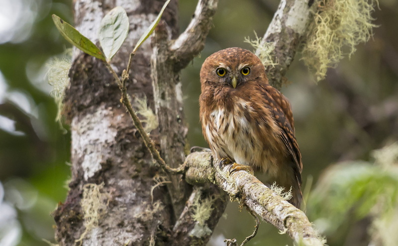 tree, 1080P, branch, Andean sychik, bird, owl