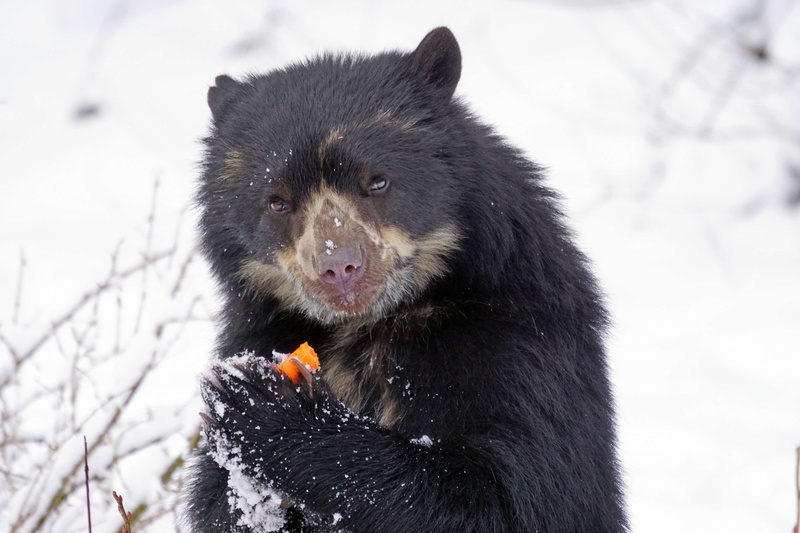 mammal, eat, tremarctos ornatus, animal themes, animals in the wild, one animal, outdoors, short snout bear, creature, animal wildlife, snowing, nature