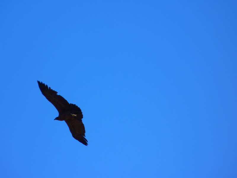 4K, Vultur Gryphus, new world vultures, day, eagle, nature, animal, air, species, low angle view, sky, motion, animal themes, bird of prey, spread wings