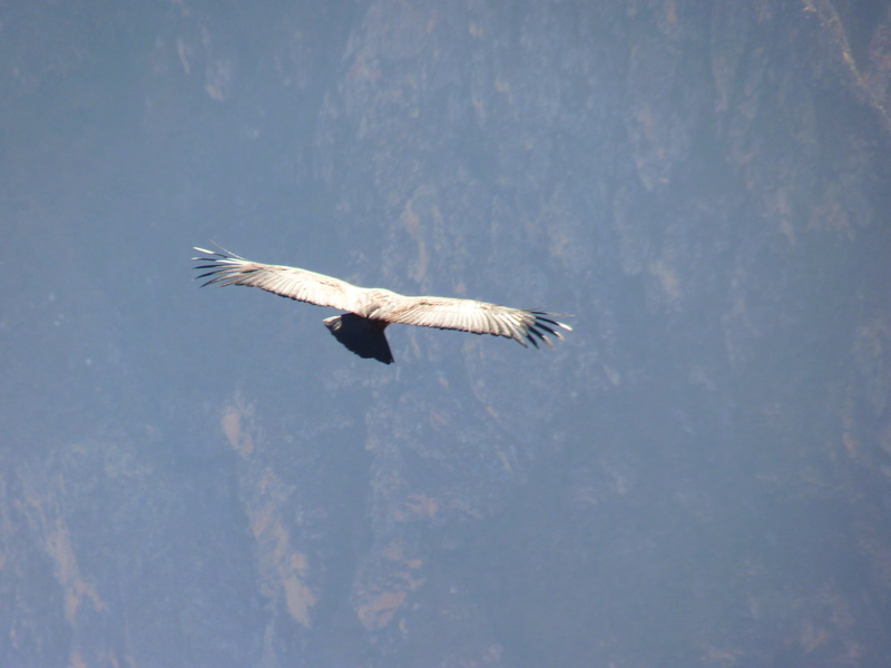 motion, Vultur Gryphus, one animal, 4K, animal wildlife, eagle, species, air, animal, bird of Prey, animals in the wild, sky, mid-air, animal Wing, vertebrate