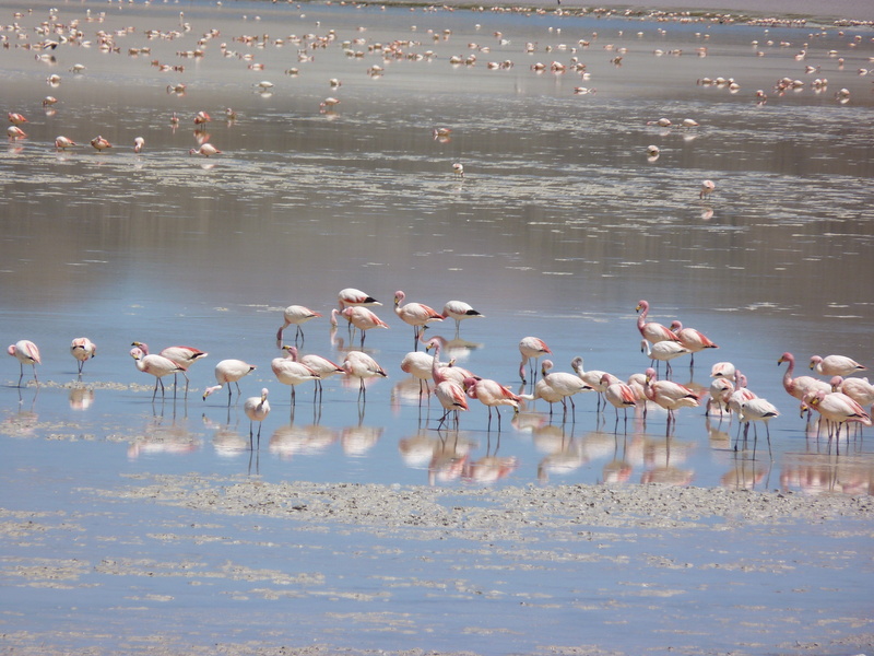 vertebrate, shallow, water, outdoors, nature, outdoor, beauty in nature, wilderness, flock Of Birds, wild, animals In The Wild, 4K, creature, mammal, flamingo