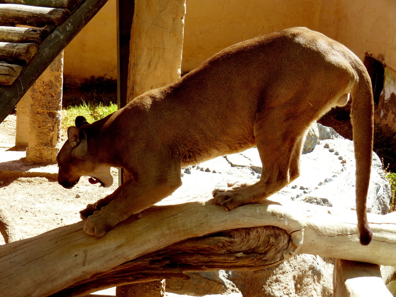 vertebrate, mammal, animal themes, looking at, side view, relaxation, nature, andean puma, sunlight, look, domestic, animal world, one animal, wood - material