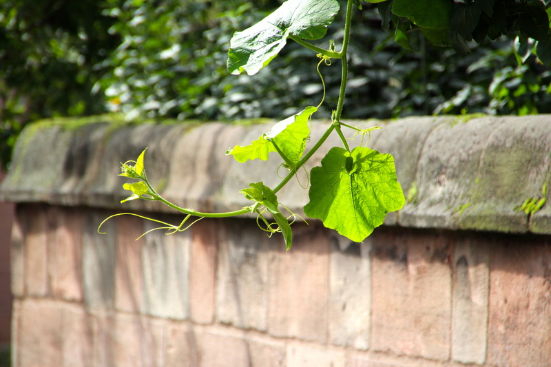 great wall, 5K, building, chinese, leaf, outdoors, plant part, landmark, world heritage, tourists, built structure, green color, plant, architecture, trip