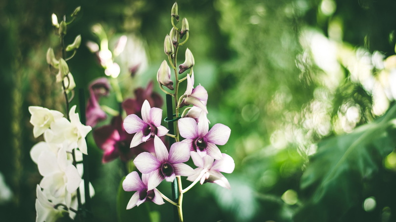 orchids, plants, flowers, 1080P
