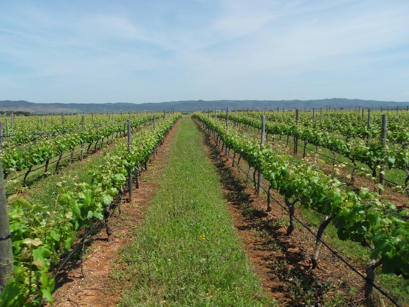 outdoors, tranquil scene, rural scene, farm, in a row, no people, environment, scenics - nature, beauty in nature, land, wine, vineyard, crop, nature, landscape