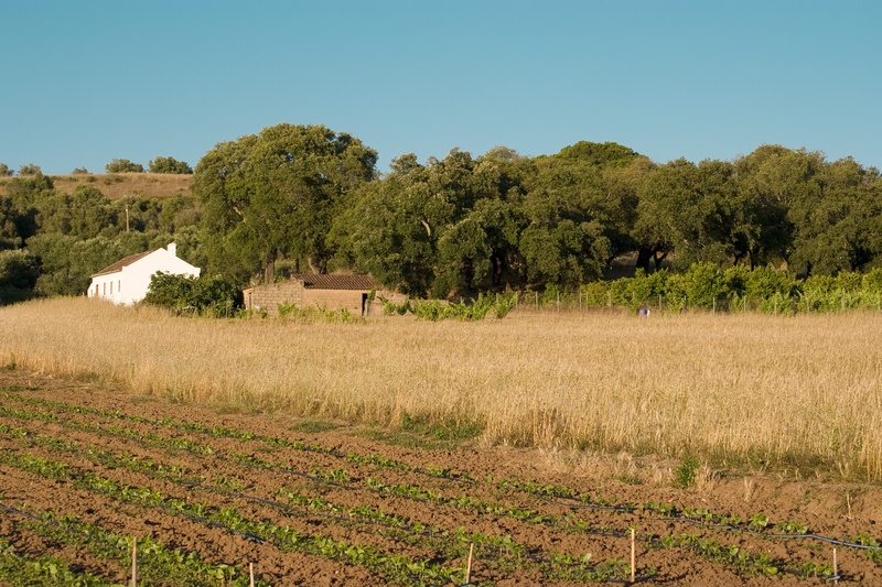growth, no people, beauty in nature, tree, farm, scenics - nature, agriculture, nature, plant, 2K, portugal, outdoors, rural scene, tranquil scene, land