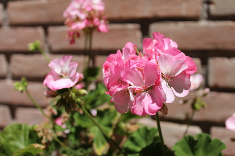plant, air, outdoors, inflorescence, petal, rose, pink color, natural, growth, focus on foreground, blossom, flower head, no people, close-up, alentejo