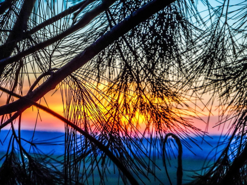 silhouette, water, bare tree, branch, tranquility, cloud - sky, low angle view, no people, beauty in nature, nature, scenics - nature, orange color, sunlight