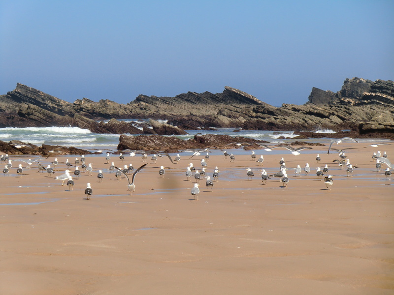 bird, clear sky, outdoors, birds, group of animals, seagull, beach, no people, animal, nature, seagulls, animal themes, alentejo, sea, land, flock of birds