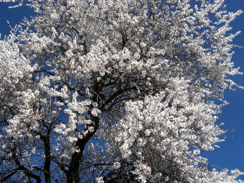 closeup, flowering plant, white color, fragility, blossom, nature, backgrounds, tree, cherry blossom, cherry tree, plant, alentejo, blue, close-up, sunlight