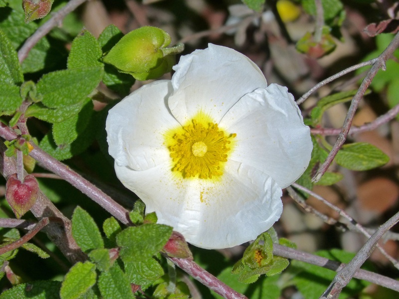 focus on foreground, plant, spring, petal, flower, white color, softness, jara black, growth, black steppe, inflorescence, vulnerability, flowering plant