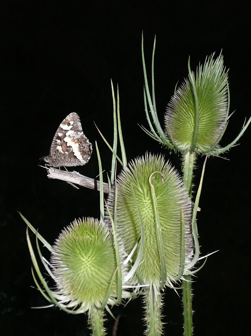 vulnerability, close-up, flower, moorish king, tranquility, Thistle, brintesia circe, plant part, spiky, cactus, day, black background, leaf, Butterfly