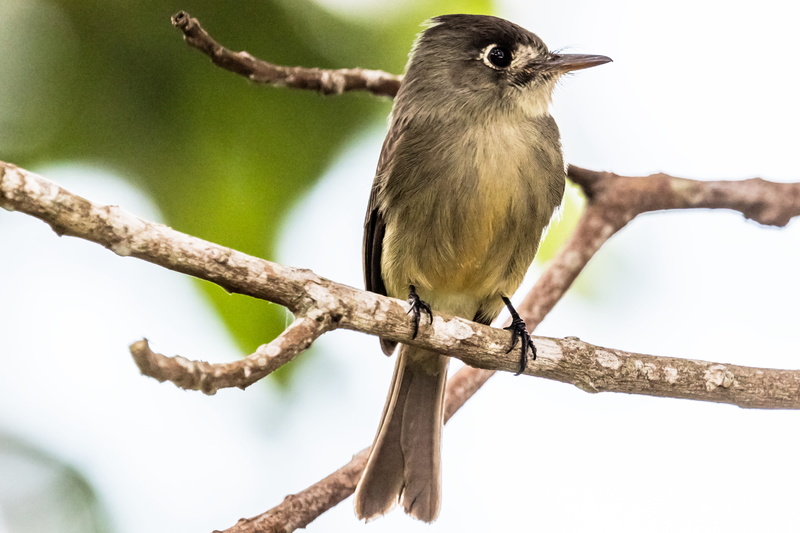 vertebrate, one animal, bird, cuba, beak, san cristobal, beauty in nature, bobito chico, nature, 5K, artemisa, animal wildlife, songbird, no people, animal body part