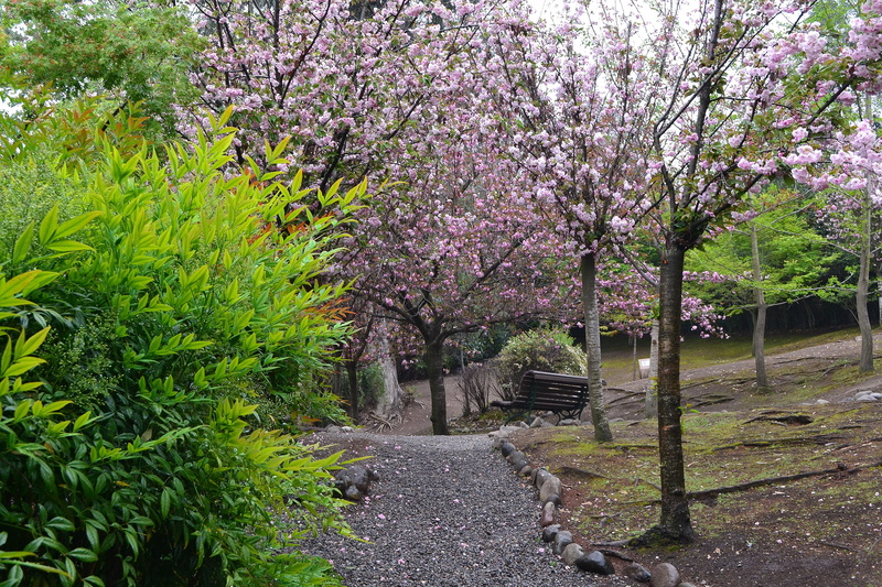 plant, day, nature, cherry blossom, spring, metropolitan park, park, san cristobal hill, trees, outdoors, blossom, growth, tranquil scene, no people, tranquility