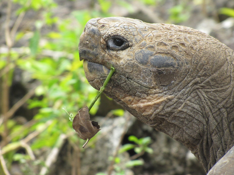 iguana, giant turtle, animal themes, outdoors, close-up, vertebrate, animals in the wild, no people, reptile, animal body part, animal, focus on foreground