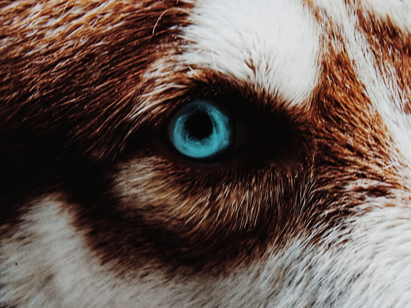 pets, san cristobal, close-up, iris - eye, animal, vertebrate, extreme close-up, animal themes, dominican republic, 4K, mammal, animal head, whisker, eye