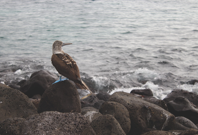 bird, one animal, san cristobal, seagull, nature, day, outdoors, wave, blue-footed booby, vertebrate, solid, animal, animal wildlife, rock - object, animals in the wild