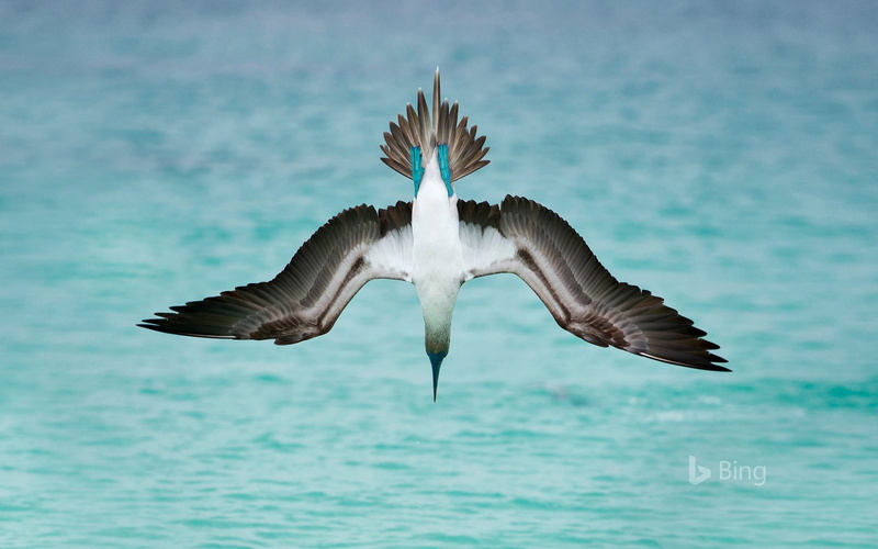 animals in the wild, sea, water, flying, animal, one animal, vertebrate, mid-air, motion, animal themes, blue, ecuadorian, boobies, bird, san, spread wings
