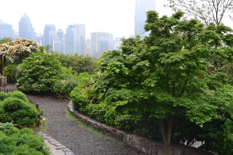 tree, park - man made space, green color, 4K, building, skyscraper, office building exterior, outdoors, nature, viewpoint, growth, building exterior, transportation