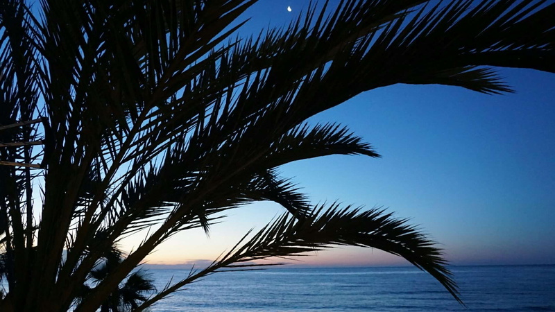 sky, palm leaf, tropical tree, silhouette, no people, leaf, palms, tree, horizon over water, tranquility, blue, sunset, 1080P, tropical climate, sea, water