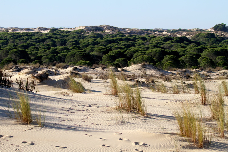 non-urban scene, outdoors, doñana national park, environment, day, sanctuary, natural, plant, travel destinations, beauty in nature, park, tree, outdoor