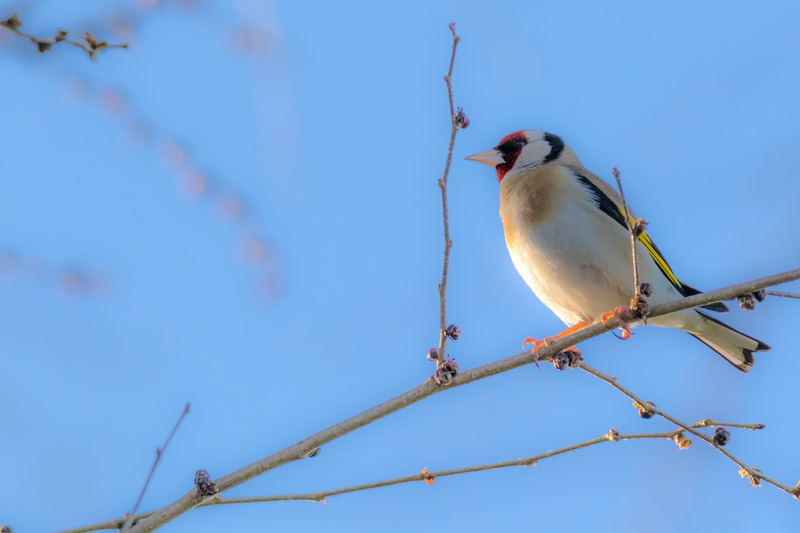 nature, jilguero, birding, sky, perching, tree, plant, animals in the wild, 11-30-18, outdoors, spain, huelva, animal wildlife, animal themes, one animal