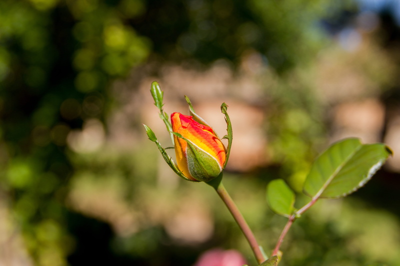 green color, rosa, nazari, beginnings, autumn, focus on foreground, monuments, freshness, 5K, leaf, rosebush, flowering plant, plant part, granada, bud