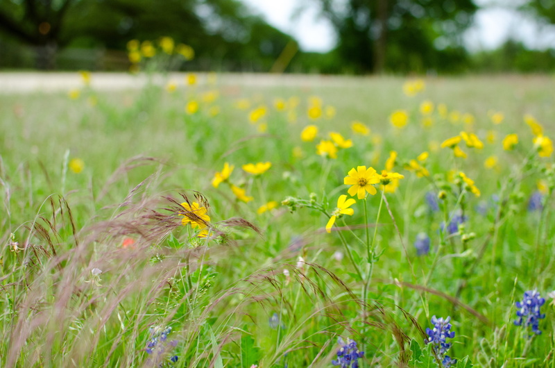 hua xie, plant, flowering plant, fragility, no people, beauty in nature, nature, close-up, flower head, land, environment, vulnerability, field, green color