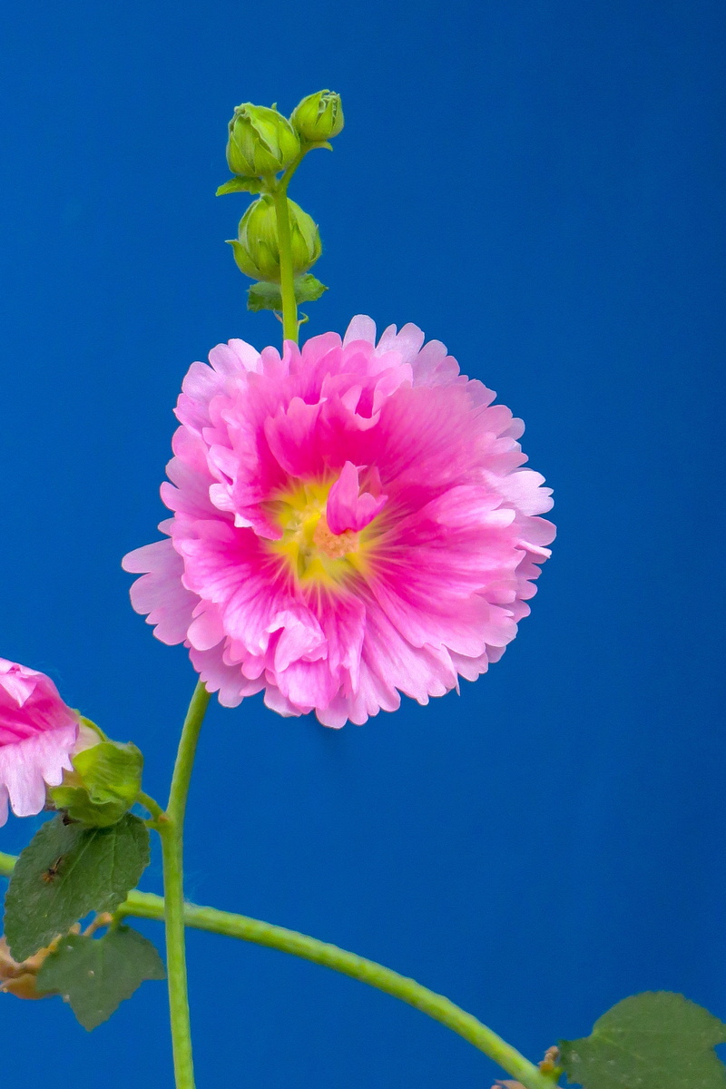 plant stem, close-up, day, fragility, flowering, blue background, petal, red, blue, vulnerability, flower head, no people, hollyhock, 5K, pink color, flower