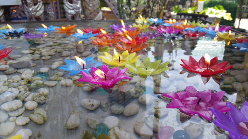 beauty in nature, no people, lotus water lily, 5K, nature, floating on water, plant, lotus candle, freshness, large group of objects, multi colored, flower